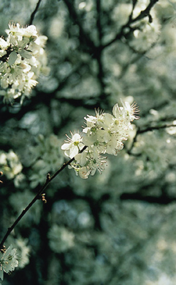 Les Fleurs de Bach